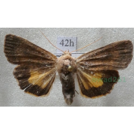 Noctua interjecta Hübner, 1803 Rolnica Czech42h